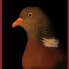 @Iapetus@slrpnk.net avatar