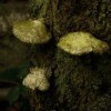 @Steppenwool@vivaldi.net avatar
