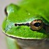 @LeFrog@discuss.tchncs.de avatar