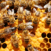 pszczelarstwo avatar