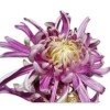 @Chrysanthemum@piefed.social avatar