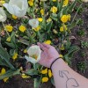 @helian_plant@mastodon.social avatar