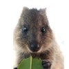 @QuokkaTheLeaf@mastodon.social avatar