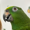 @souengotou@mastodon.social avatar