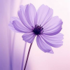 @miumiu7@mastodon.social avatar