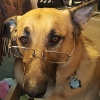 @DocAtCDI@mastodon.social avatar