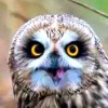@anon6789@lemmy.world avatar