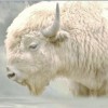 @greatwhitebuffalo41@slrpnk.net avatar