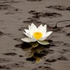 @SinkingLotus@lemmy.world avatar