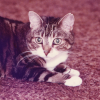 @ahimsa_pdx@disabled.social avatar