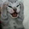 @wampaar@mastodon.social avatar