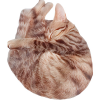 @shurira@fedibird.com avatar