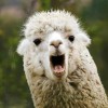 @llama98@mastodon.social avatar