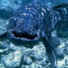 @Coelacanth@aggregatet.org avatar