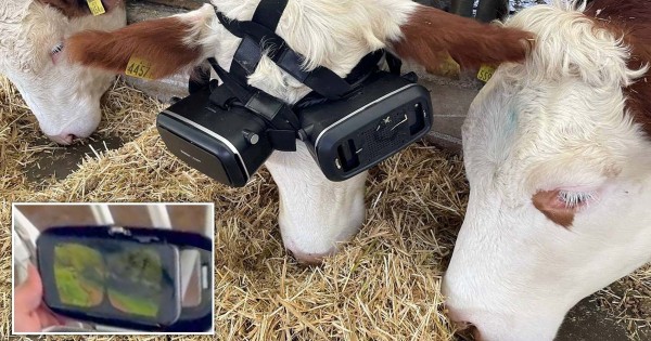 Cow in a crowded cowbarn, wearing two VR headsets, one per eye. Sub-picture shows what the headsets display: a green pasture