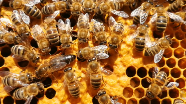 pszczelarstwo Icon
