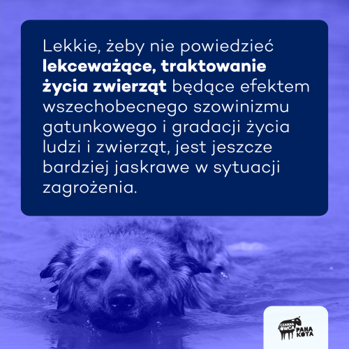 Pies płynący w wodzie  i napis w dymku na tle:
"Lekkie, żeby nie powiedzieć lekceważące, traktowanie życia zwierząt będące pokłosiem wszechobecnego szowinizmu gatunkowego i gradacją życia ludzi i zwierząt, jest jeszcze
bardziej jaskrawe w sytuacji zagrożenia. "

Logotyp Fundacji Czarna Owca Pana Kota
