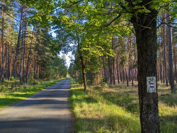 Wąska asfaltowa droga przez las. Na pierwszym planie po prawej stronie zdjęcia drzewo, na którym znajduje się oznaczenie czerwonego i niebieskiego szklaku rowerowego.