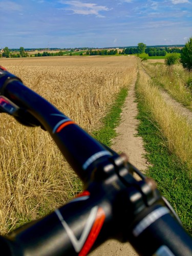 Kierownica roweru na pierwszym planie, a w tle gruntowa droga wśród pełnych lipcowego zboża pól.