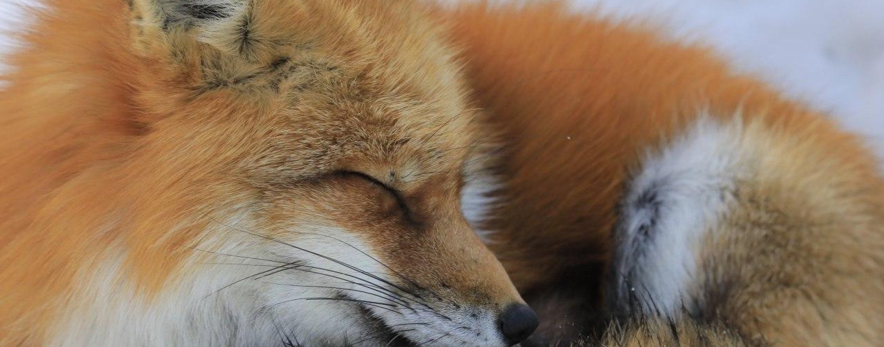 @skydotbit@sharkey.skydevs.me