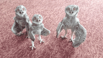 @Dirt_Owl@hexbear.net