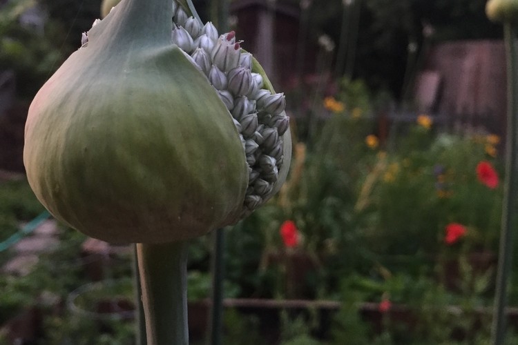 @independentpen@mas.to