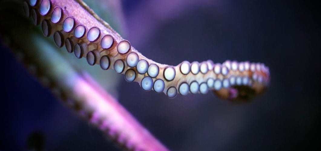 @nemoclownfish@mastodon.social