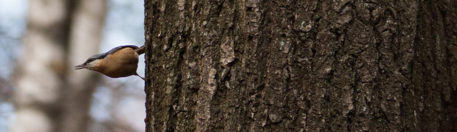 @Michal1570PL@mastodon.social