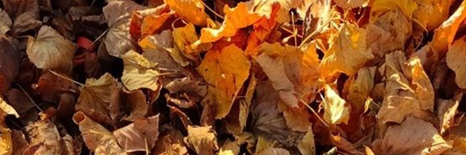 @asen@101010.pl