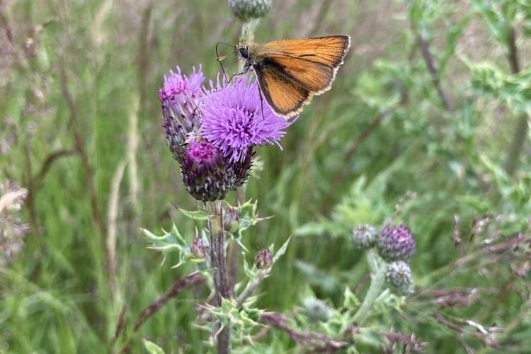 @zupainpasteta@mastodon.social