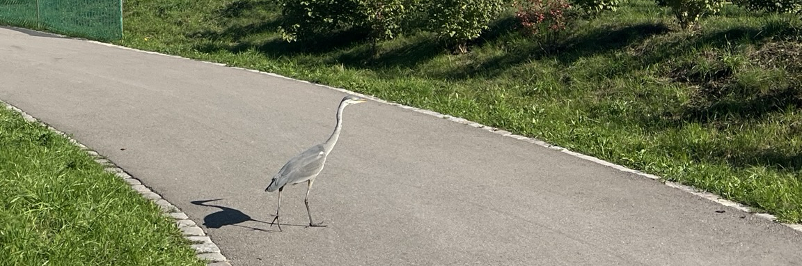 @estheranza@mastodon.social