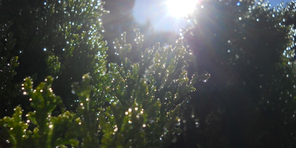 @asakiyume@wandering.shop