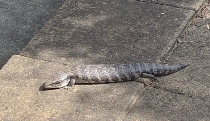 @crystalentity@theblower.au