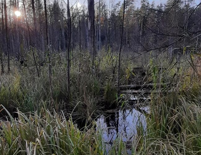 @jawor_przewodnik@mastodon.com.pl