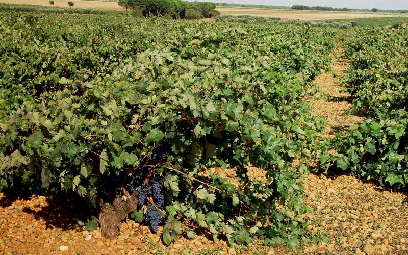 @LiborioPosilio@chachara.club