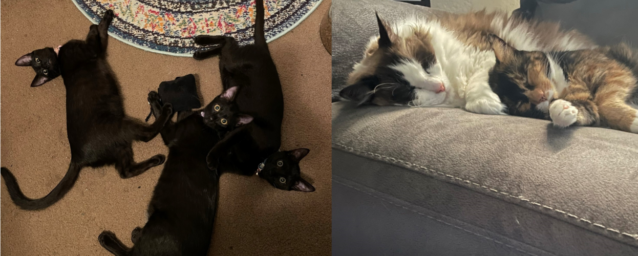 @quietewe@urbanists.social