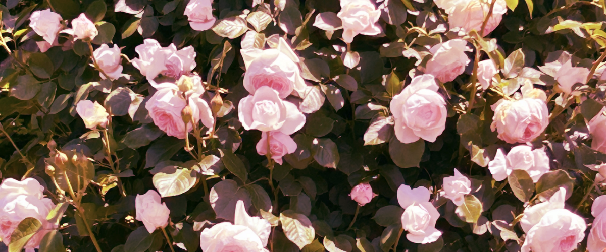 @Machiko_Yayoi@fedibird.com