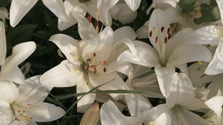 @cruelolibox@mastodon.social