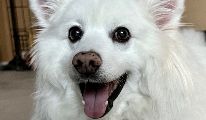 @nsmckinnon@laserdisc.party