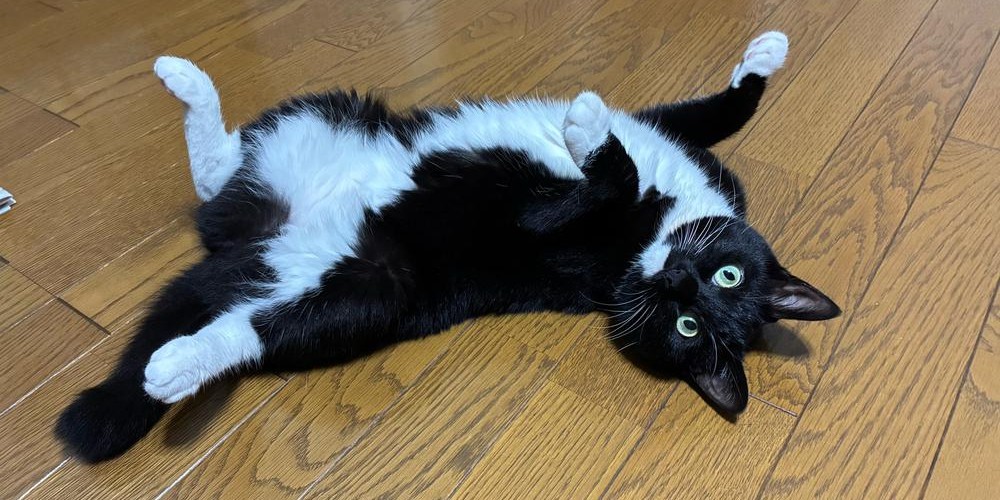 @nowathecat@mastodon.social