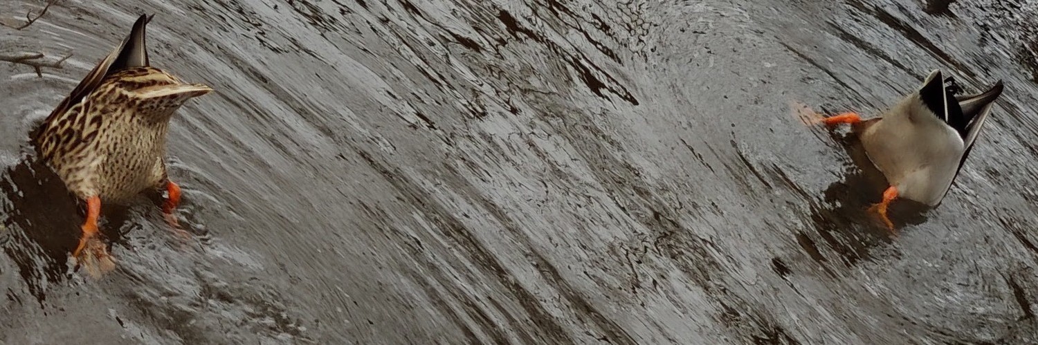 @abeforfdv@framapiaf.org