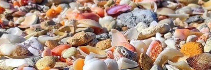 @schaumolweiss@mastodon.social