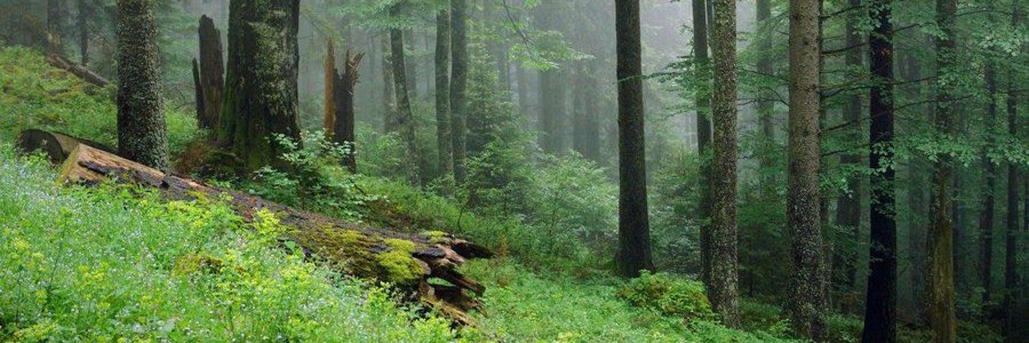 @TheDanielVitor@mastodon.social