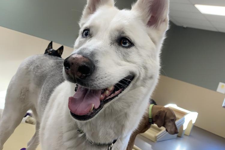 @cocaine_owlbear@retro.pizza