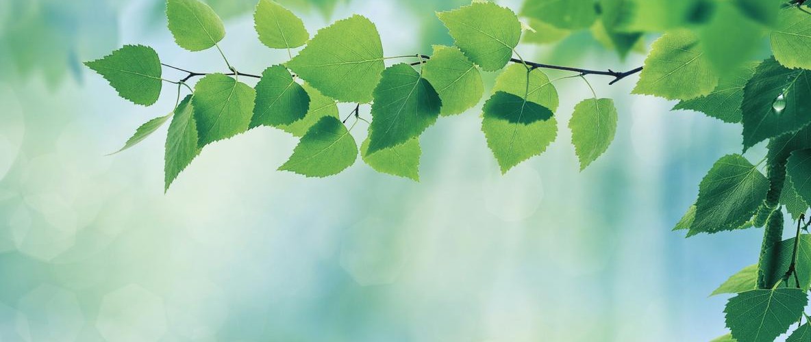 @sashin@veganism.social