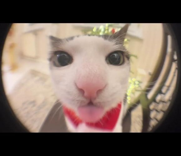 @ncgcvm@mastodon.social